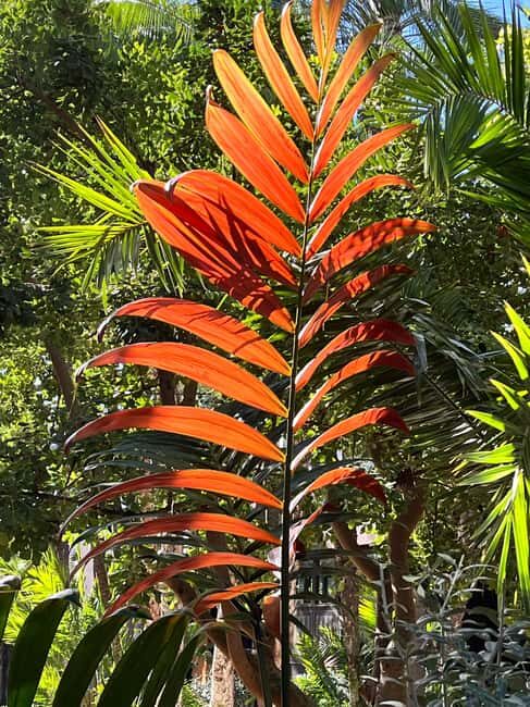 Elche: Entry Ticket Huerto del Cura National Artistic Garden - FAQ