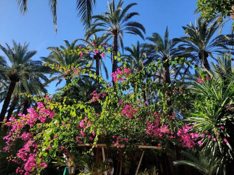 Elche: walking tour through the historic center and botanical garden Huerto de Cura - Key Points