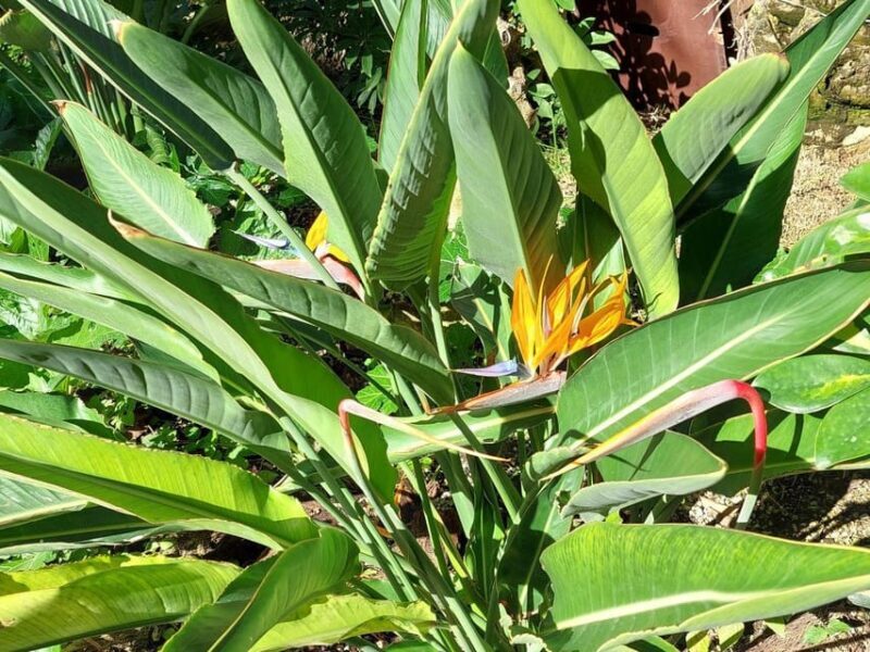 Elche: walking tour through the historic center and botanical garden Huerto de Cura - Huerto del Cura: The Crown Jewel