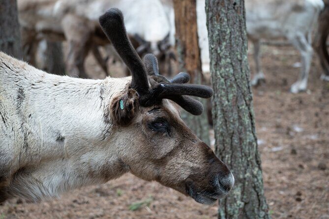 Electric Fatbike Trip to the Reindeer Farm - The Sum Up