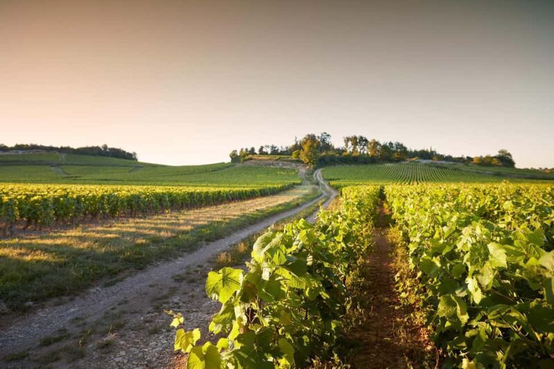 Electric scooter tour and wine tasting at Château de Chamirey - Is It Worth the Price? Analyzing the Value