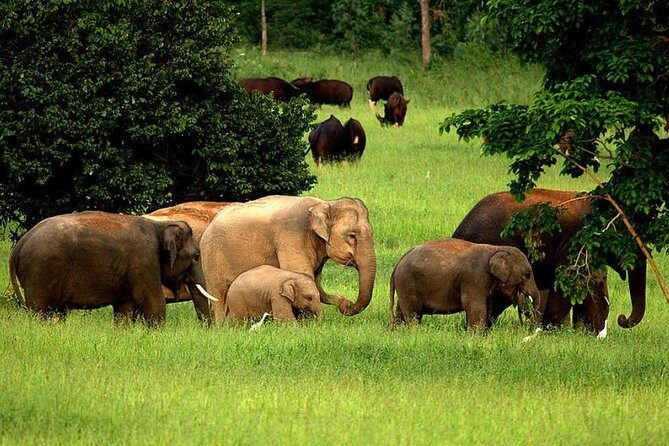 Elephant and Wildlife Watching in Kuiburi National Park - Private Afternoon Tour - Exploring the Details of the Tour