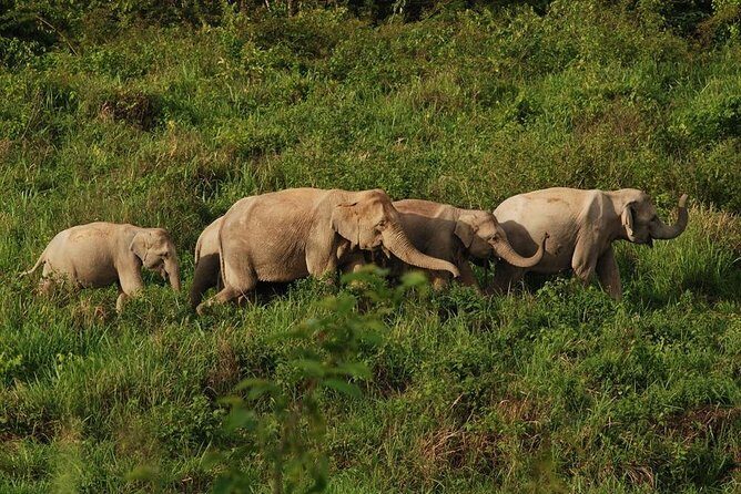 Elephant and Wildlife Watching in Kuiburi National Park - Private Afternoon Tour - Points to Keep in Mind