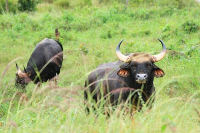 Elephant and Wildlife Watching in Kuiburi National Park - Private Afternoon Tour - Why This Tour Is a Great Choice