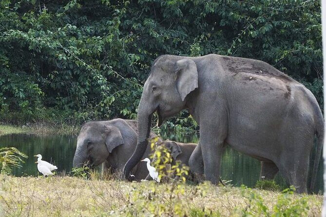 Elephant and Wildlife Watching in Kuiburi National Park - Private Afternoon Tour - Final Thoughts