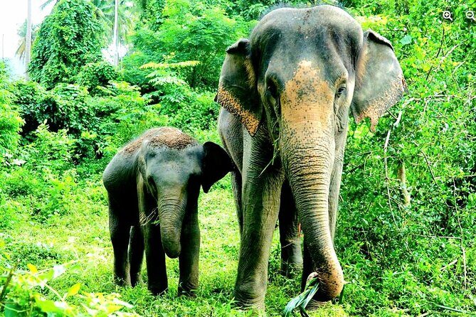 Elephant Care Experience - What to Expect from the Elephant Care Experience