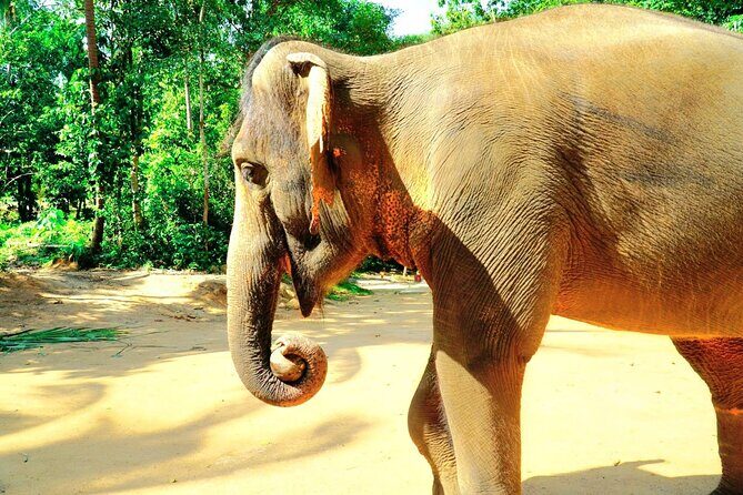 Elephant Care Experience - Who Is This Tour Best For?