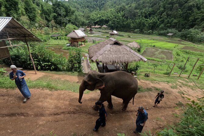 Elephant care program at Chiangmai Elephant Care - The Practicalities and What You Can Expect