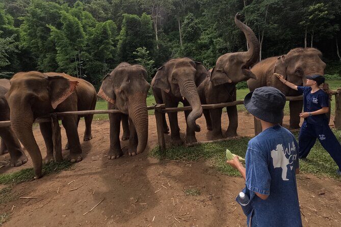 Elephant care program at Chiangmai Elephant Care - The Food and Additional Comforts