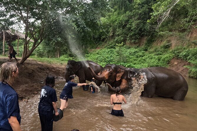 Elephant care program at Chiangmai Elephant Care - The Overall Experience and Authenticity