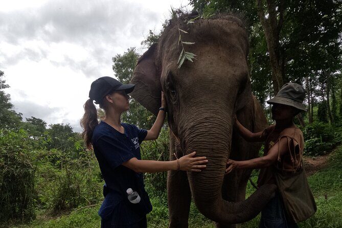 Elephant care program at Chiangmai Elephant Care - Comparing Value and Cost