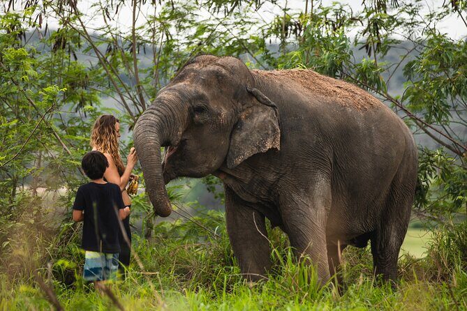 Elephant Jungle Sanctuary: Half Day Morning Program - Elephant Jungle Sanctuary: Half Day Morning Program Review