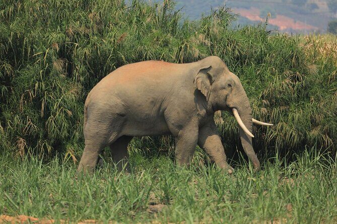 Elephant keeper programs with Kuang si waterfall in Laos - Key Points