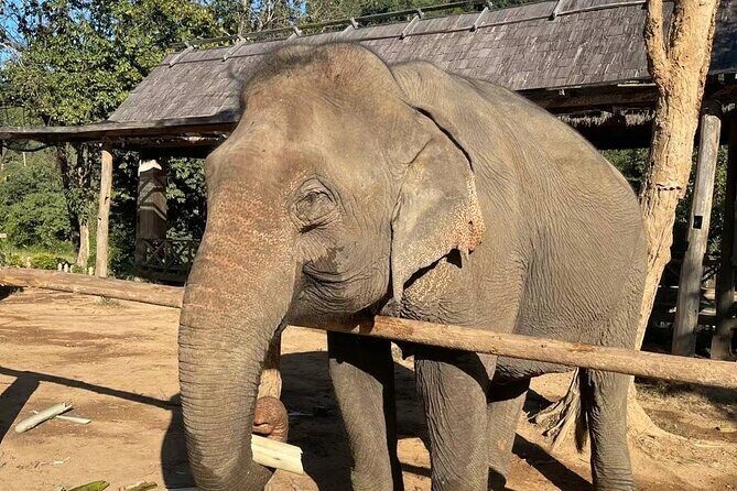 Elephant keeper programs with Kuang si waterfall in Laos - Practical Details and What to Expect
