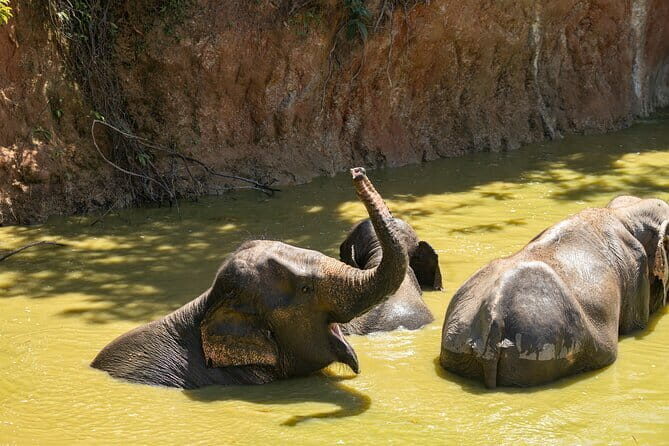 Elephant Nature Experience with Lunch at Bukit Elephant Park - Elephant Nature Experience with Lunch at Bukit Elephant Park: A Genuine Sanctuary Visit in Phuket