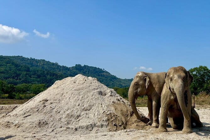 Elephant Nature Experience with Lunch at Bukit Elephant Park - FAQ