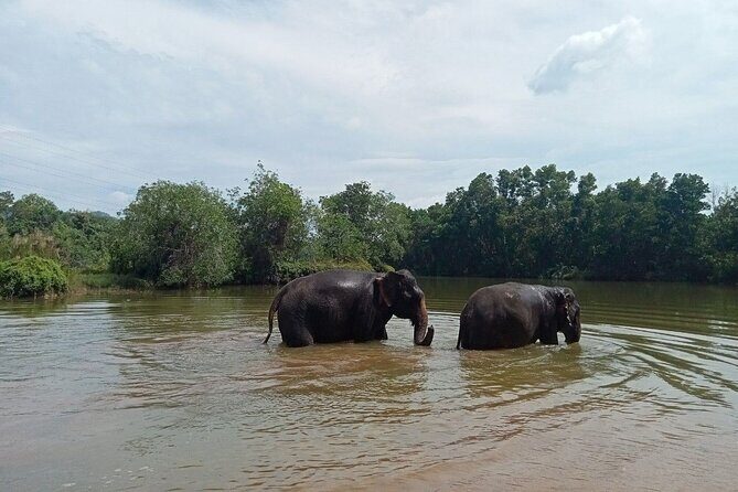 Elephant Sanctuary Small Group Tour in Phuket - What We Love About This Tour