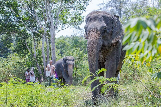Elephant Sanctuary Small Group Tour in Phuket - Is This Tour Worth It?