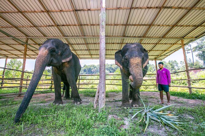 Elephant Sanctuary Small Group Tour in Phuket - FAQ