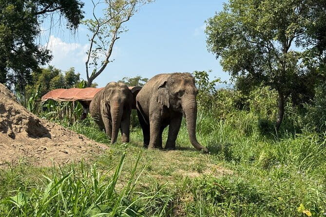 Elephant Sanctuary, Wat Ban Den & Sticky Waterfall - An In-Depth Look at the Tour