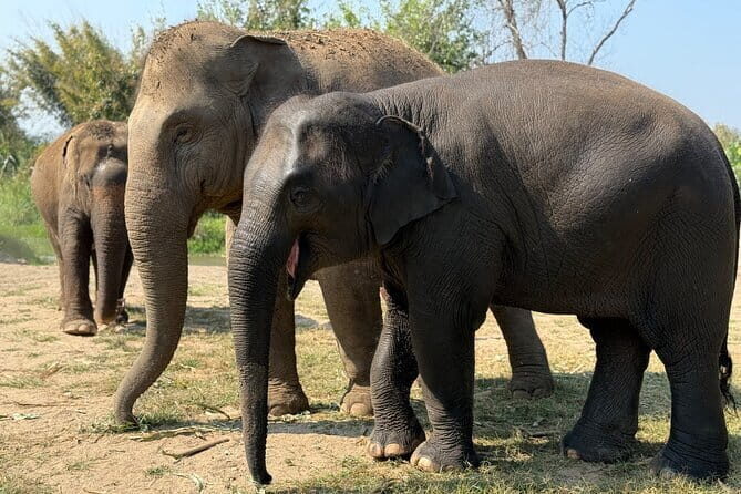 Elephant Sanctuary, Wat Ban Den & Sticky Waterfall - Authentic Experiences and Real Insights