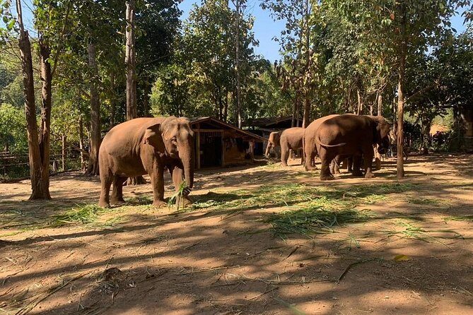 Elephant Sightings , Bamboo Rafting Through The Jungle, Swimming In a Waterfall - Authentic Experiences & Real Insights