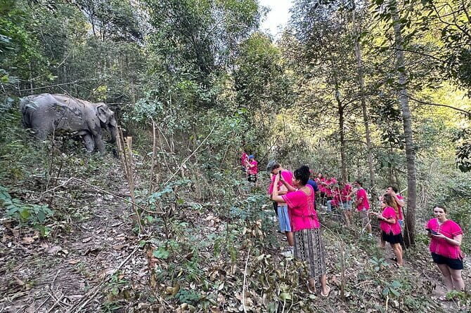 Elephant Watching and Thai Cooking Class with Waterfall - What’s the Value for Travelers?