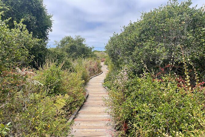 Elfin Forest Nature Tour with Local Sweet and Savory Tasting - Key Points