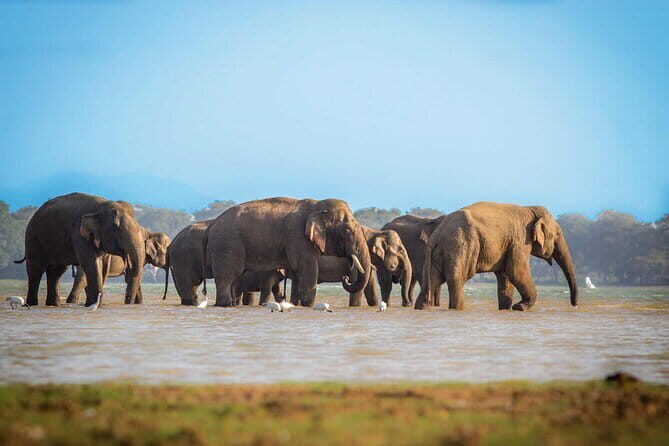 Ella to Mirissa Shuttle & Safari Drive - Introduction: What You Can Expect