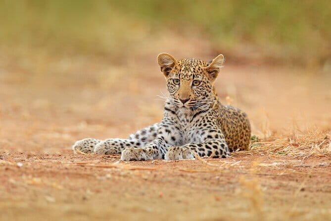 Ella to Yala Safari Tour & Drop-Off (Tangalle / Mirissa / Galle) - Key Points