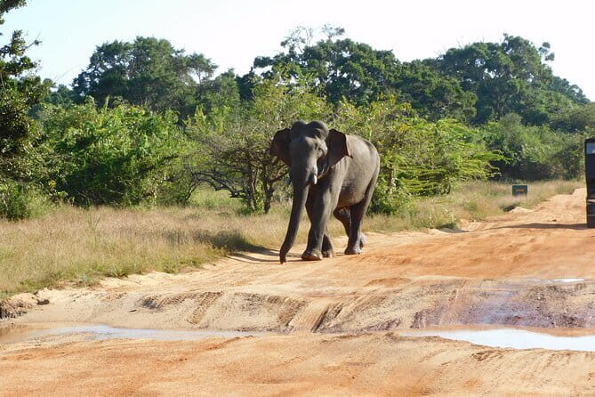 Ella to Yala Safari Tour & Drop-Off (Tangalle / Mirissa / Galle) - Exploring the Yala National Park Experience