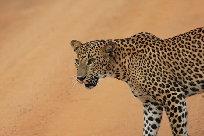 Ella: Transfer to Tangalle/Mirissa/Galle & Yala/Udawalawe Safari - Final Thoughts