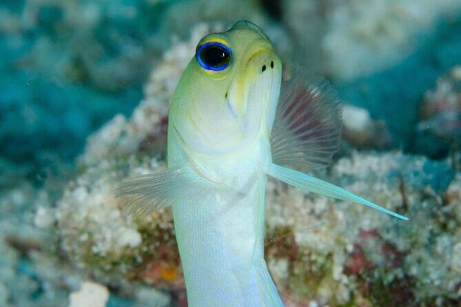 Set out on a Professional and Passionate Scuba Diving Adventure!" - The Value of This Experience