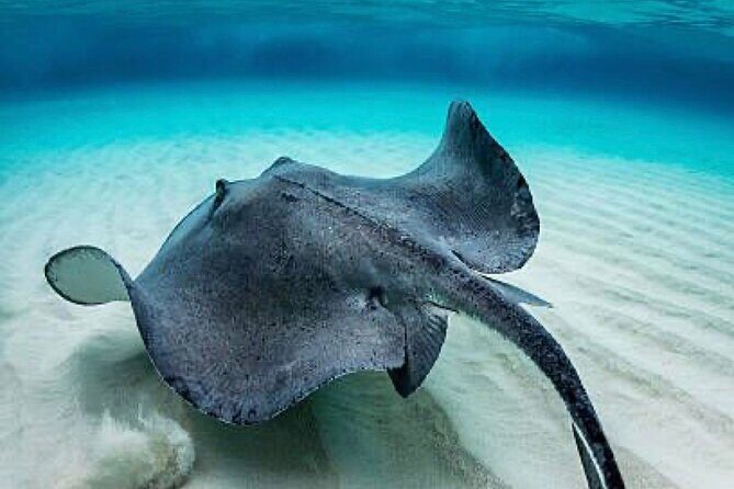 Set out on a Professional and Passionate Scuba Diving Adventure!" - FAQ