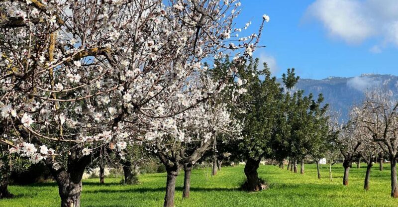 Embrace the enchantment of Mallorca's almond blossom season - Exploring Mallorca’s Almond Blossom Season: A Full Breakdown