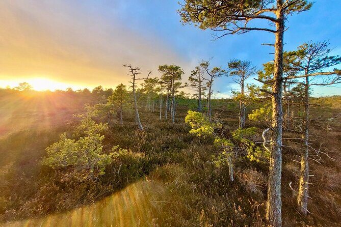 emeri Bogs Adventure: Explore Wetlands In Bog Shoes - The Sum Up
