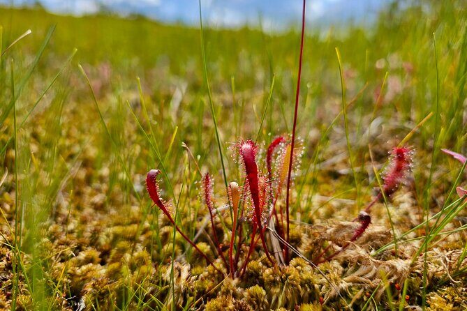 emeri Great Bog Discovery With Optional Sunrise & Jrmala Visit - The Experience in Detail
