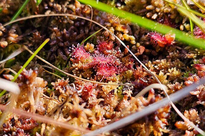 emeri Great Bog Discovery With Optional Sunrise & Jrmala Visit - FAQ