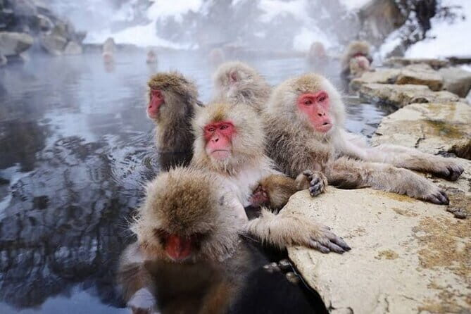 EN/CN Guided Snowshoeing and Snow Monkey Tour in Nagano - FAQ