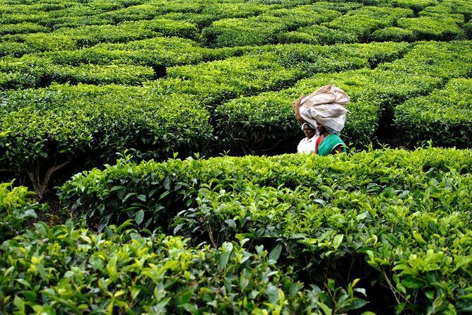 Enchanting Kerala: Tea Estate, Spice Plantation & Backwater Tour - FAQ