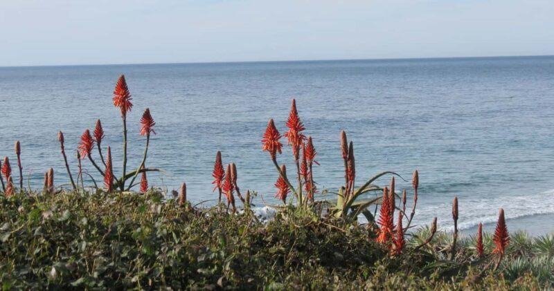 Encinitas: Downtown Walking Tour - What to Expect from the Downtown Encinitas Walking Tour