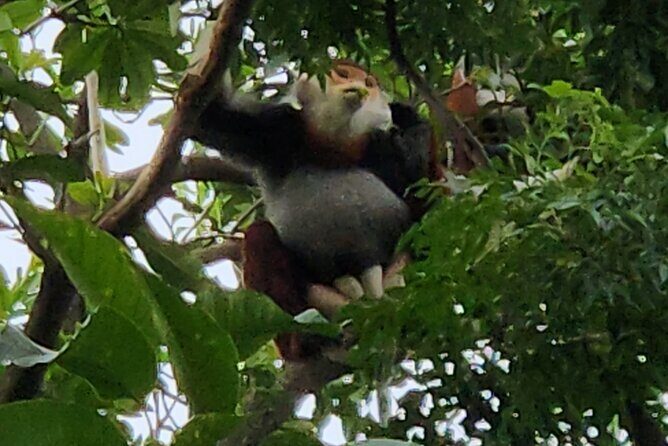 Endangered Monkeys Watching - Red Shanked Douc Langurs - A detailed look at what the tour entails