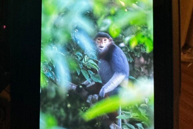 Endangered Monkeys Watching - Red Shanked Douc Langurs - The Trek and Wildlife Spotting
