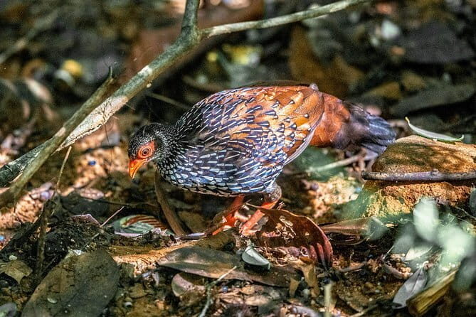 Endemic and Migrating Birdwatching Tour (15 Days) - The Practical Side: What’s Included and What’s Not