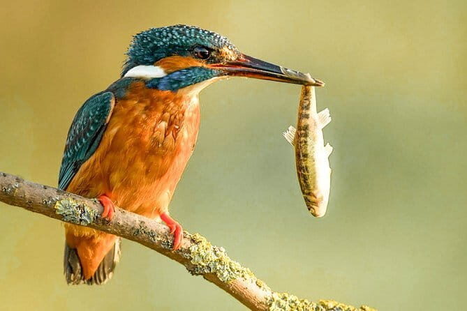 Endemic and Migrating Birdwatching Tour (15 Days) - The Sum Up