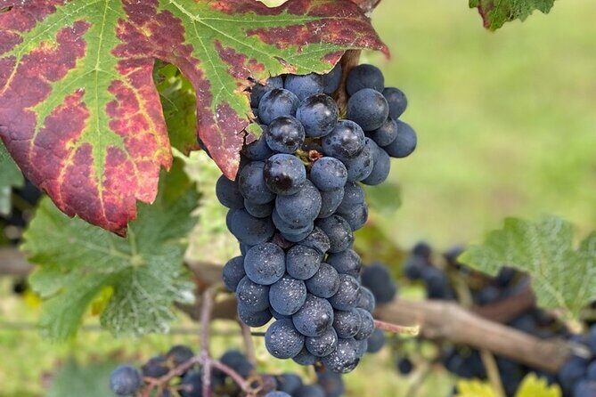 English Speaking Loire Winery Tours pickup from Amboise or Tours - Who is this tour best for?