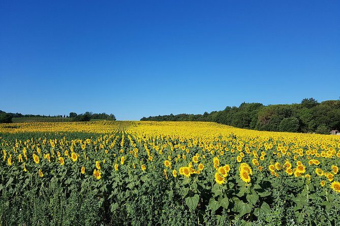 Enjoy a meal with wine tasting in the vineyard of Podere Casanova - FAQ