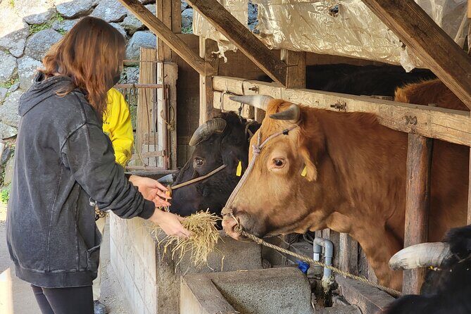 Enjoy a walk, lunch, and tea time at the 2000 years old Teno Farm Village. - FAQs