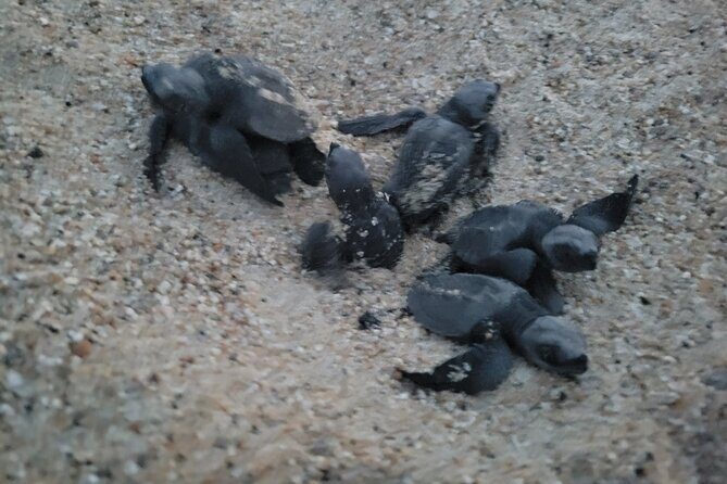 Enjoy Puerto Escondido with Beach and Nature from Oaxaca - Practical Tips