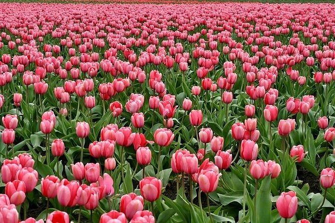 Enjoy the tulip fields by bicycle with a local guide! Tulip bike tour! - An In-Depth Look at the Tulip Bike Tour Experience